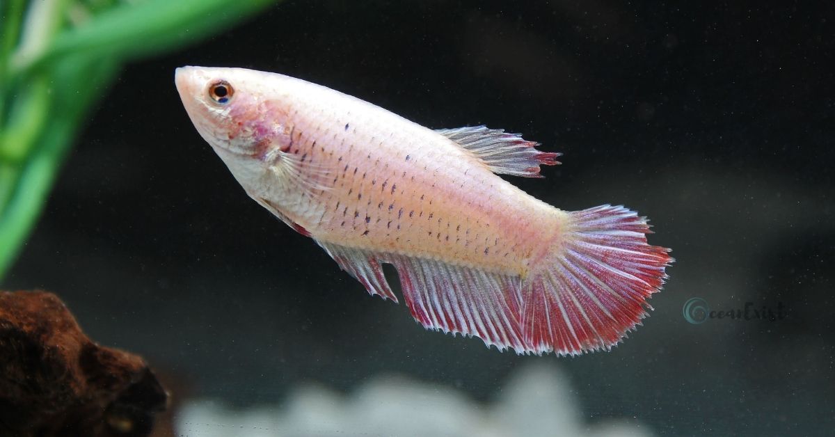 Female Betta Fish: The Ultimate Guide - Oceanexist