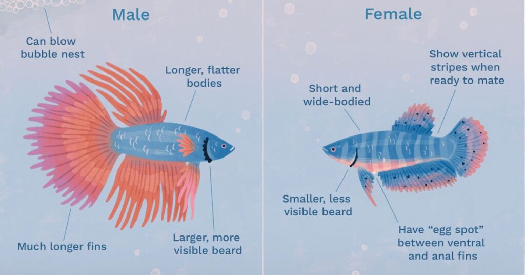male vs female betta fish
