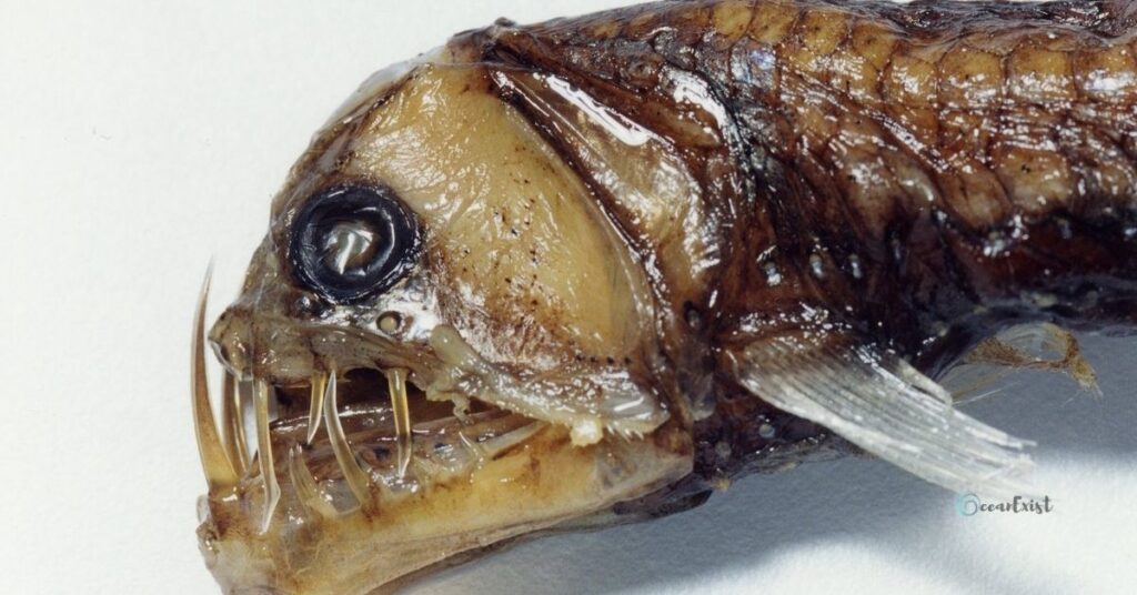 Sloanes Viperfish