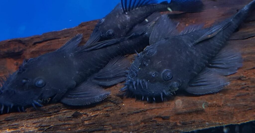 ancistrus Fish