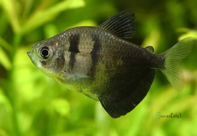 Black Skirt Tetra Fish