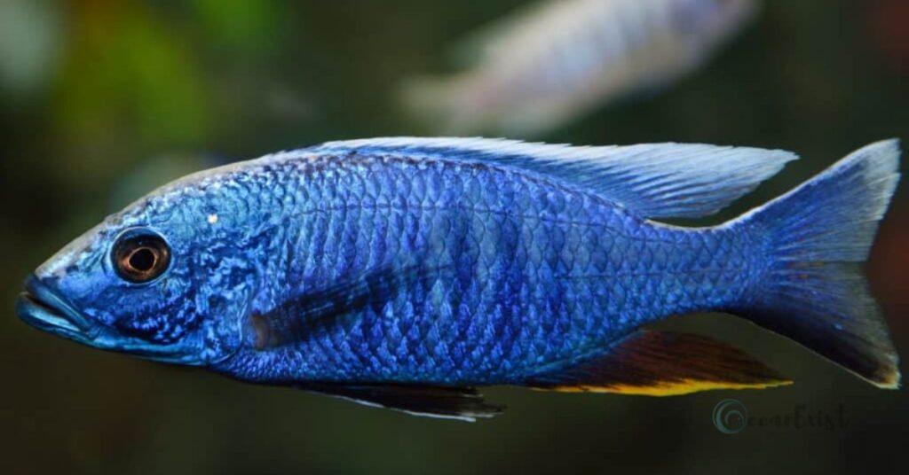 Blue Oscar Fish