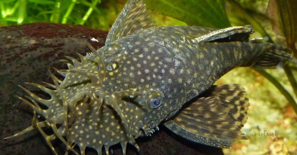 Common Pleco Fish