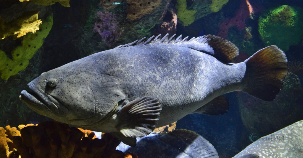 Giant Grouper Fish