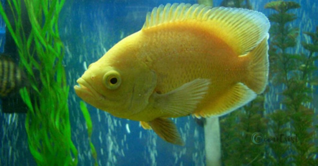 Golden Oscar Fish
