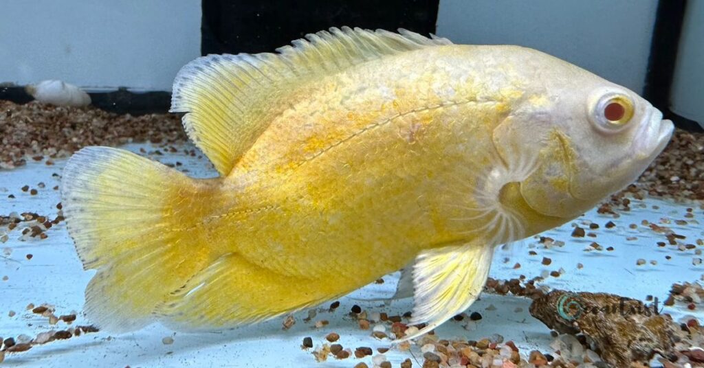 Lemon Oscar Fish