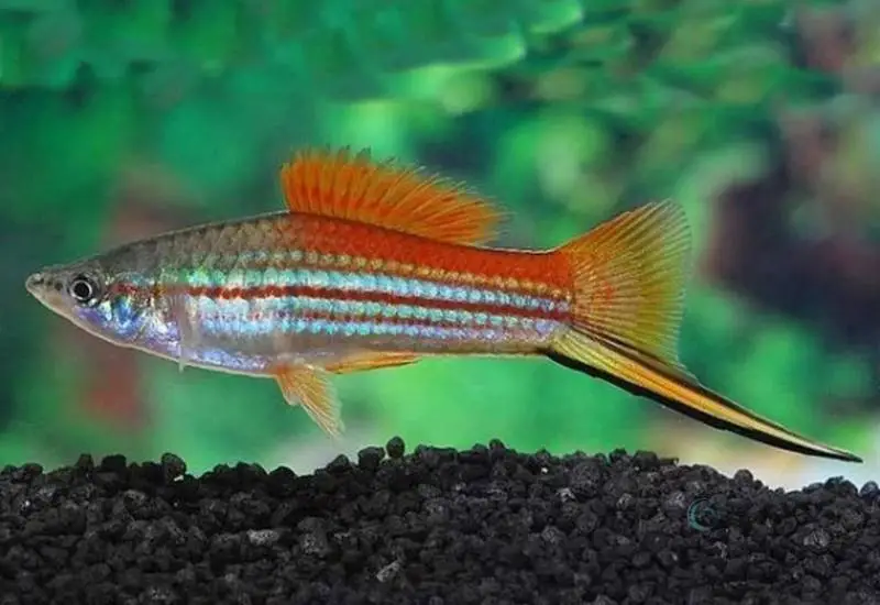 Swordtail Fish