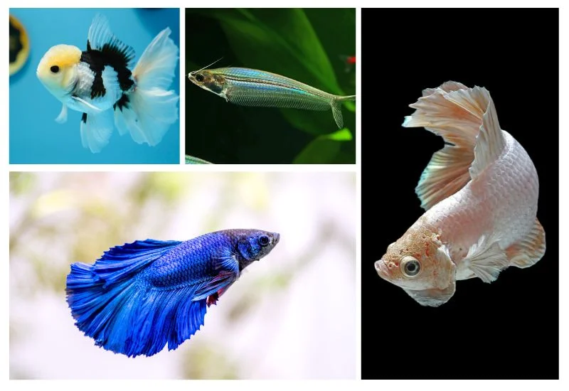 Cool Freshwater Fish: Colorful Creatures for Aquatic Bliss