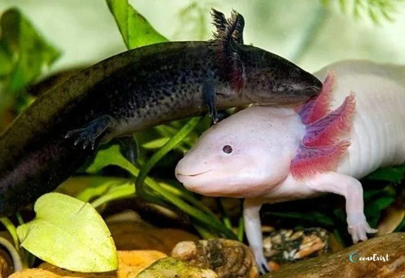 20 Types of Axolotl Color Morphs With Pictures
