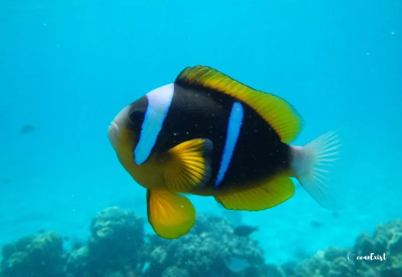 Allard’s Clownfish (Amphiprion allardi)