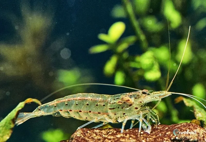 Amano Shrimp