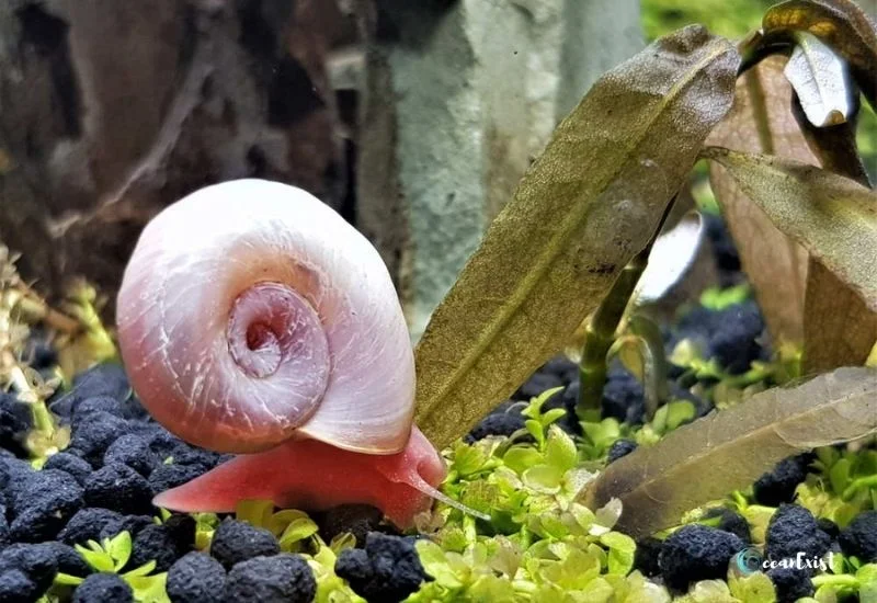 Aquarium Snails