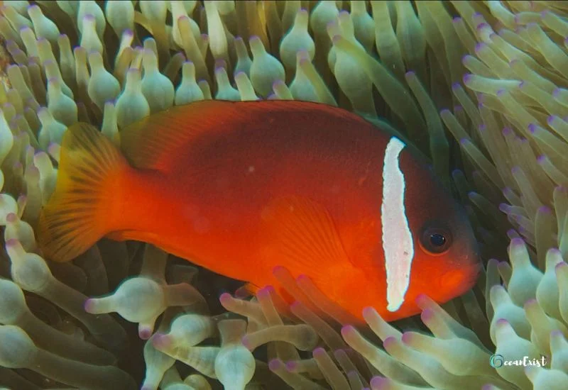 Barber’s Clownfish (Amphiprion barberi)