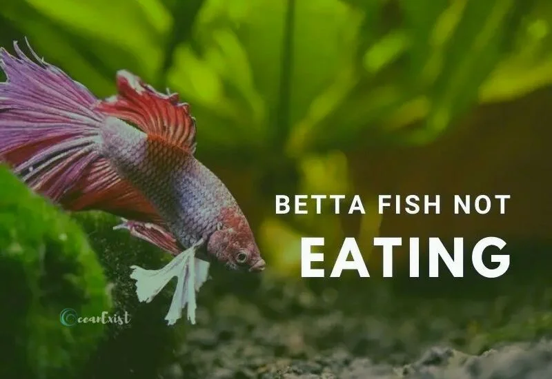 Betta Fish Not Eating