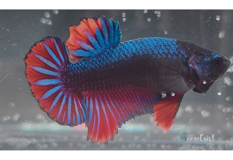 Bicolor Betta Fish