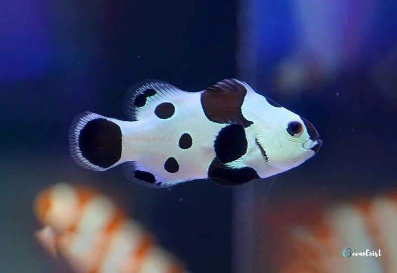 Black Storm Clownfish (Amphiprion ocellaris)