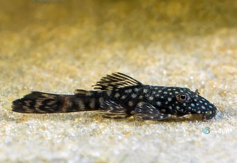 Bristlenose Pleco