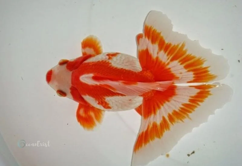 Butterfly Tail goldfish
