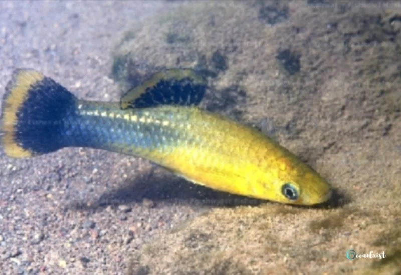 Catemaco Molly (Poecilia Catemaconis)