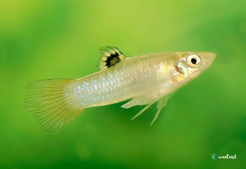 Cauca Molly (Poecilia Caucana)