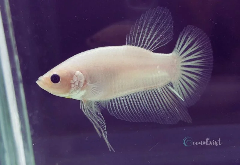 Cellophane Betta Fish