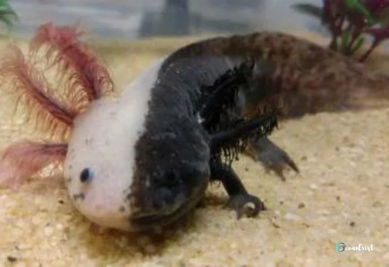 Chimera Axolotl