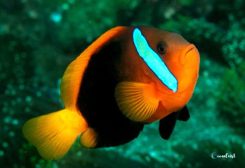 Cinnamon Clownfish (Amphiprion melanopus)