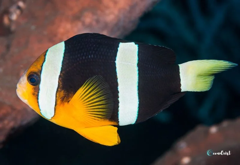 Clark’s Anemonefish (Amphiprion clarkii)