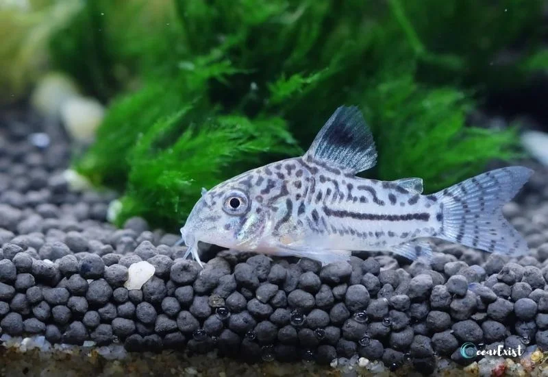 Corydoras Catfish