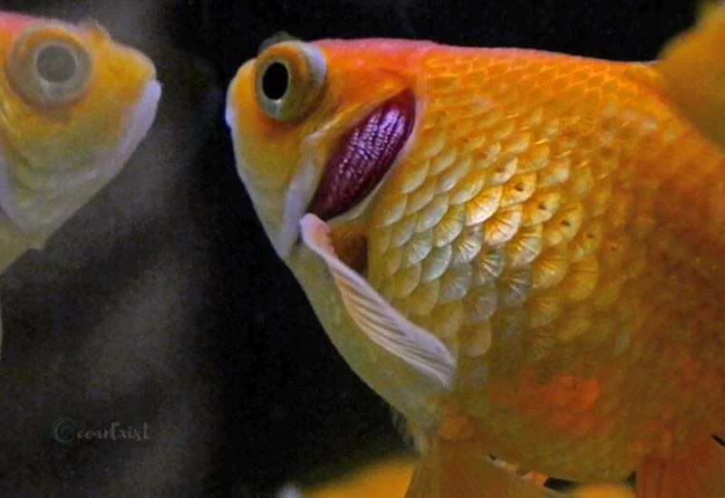 Curled-Gill Goldfish