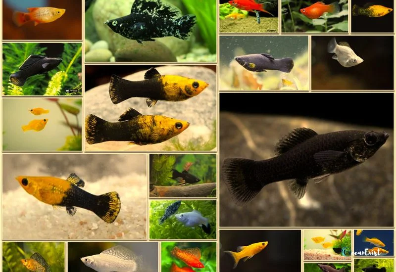 Different Molly Fish Types