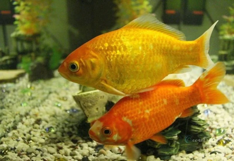 types of Goldfish