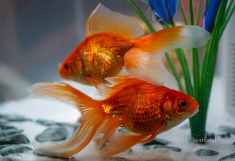 Faintail Goldfish