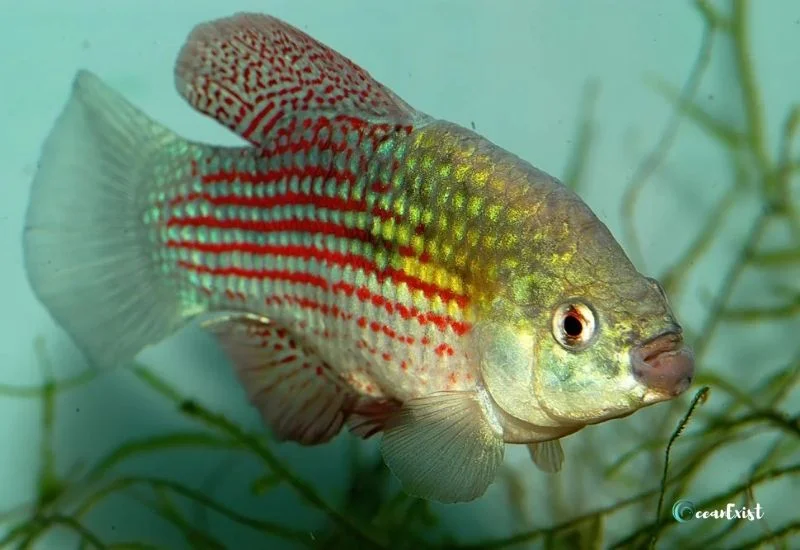 Flagfish