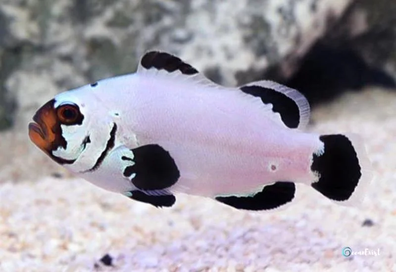 Frostbite Clownfish (Amphiprion ocellaris)