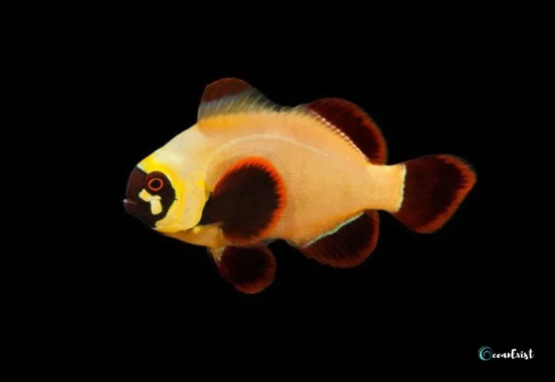 Gold Nugget Maroon Clownfish (Premnas biaculeatus)