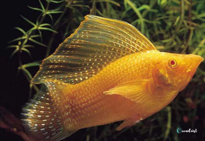 Golden Sailfin Molly