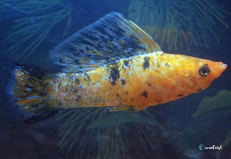 Harlequin Sailfin Molly