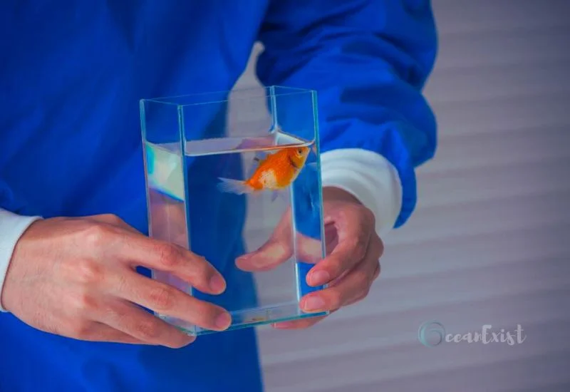 How To Euthanize A Fish At Home (2)