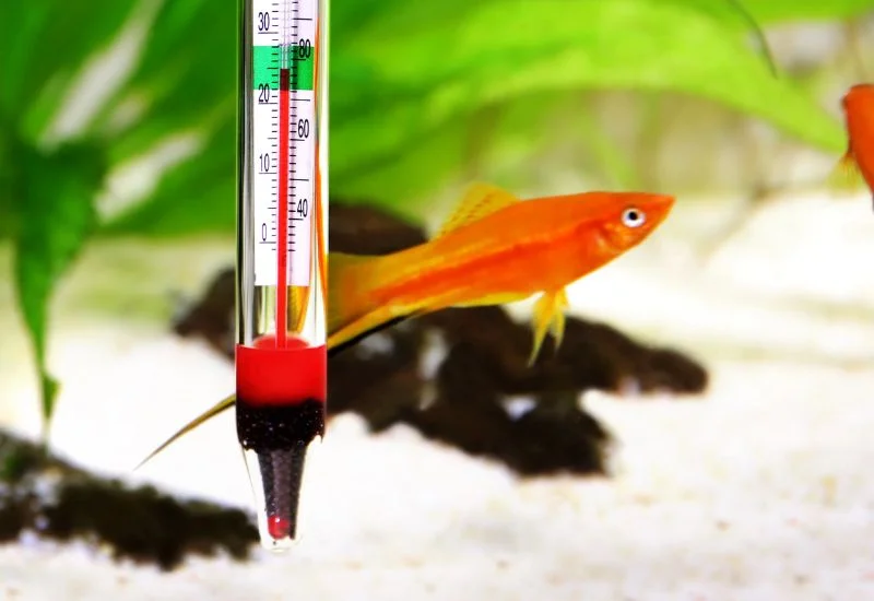 Ideal Betta Fish Water Temperature 