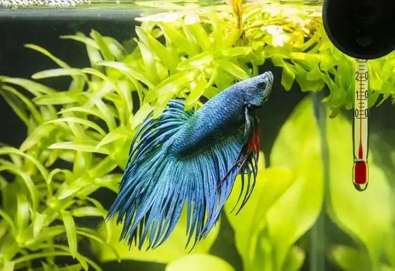 Ideal Betta Fish Water Temperature