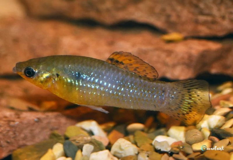 Island Molly (Poecilia Vandepolli)