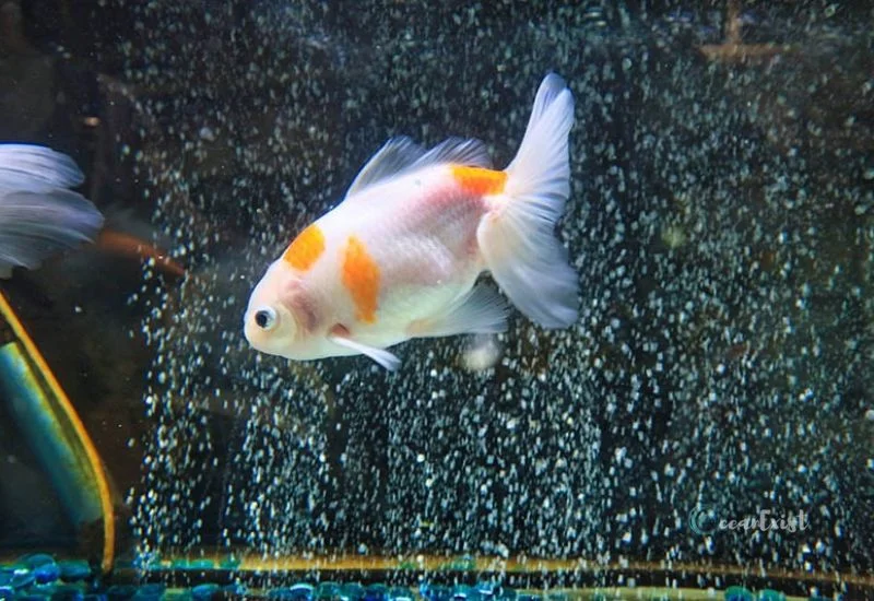 Izumo Nankin Goldfish