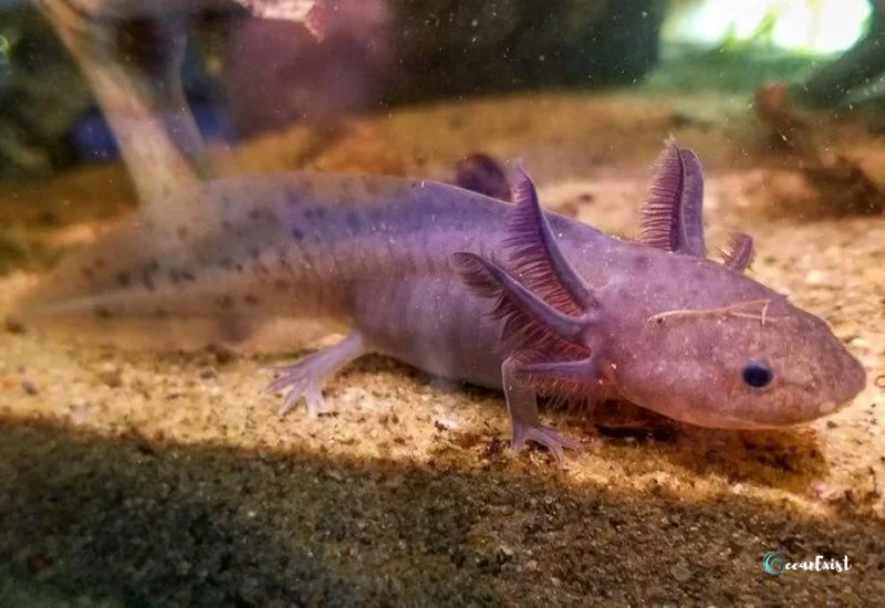 Lavender Axolotl
