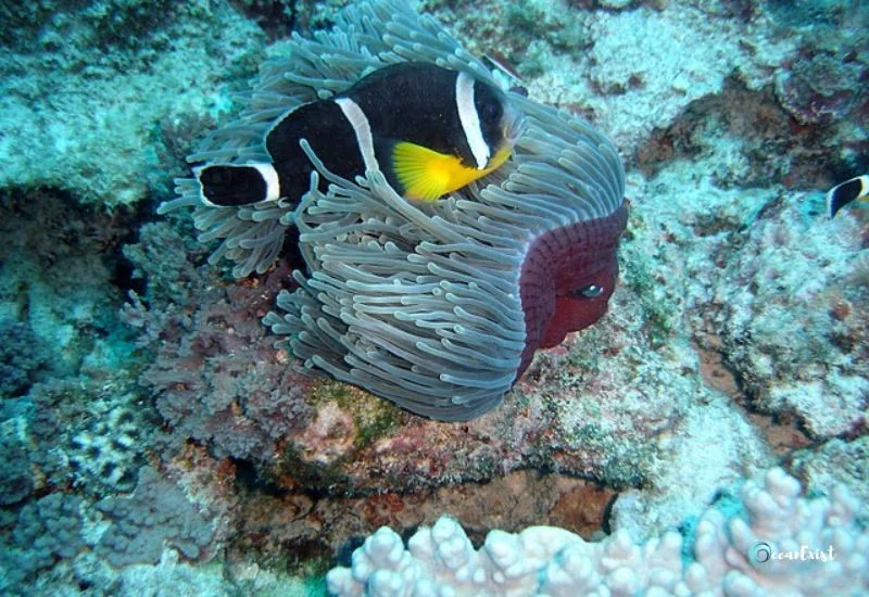 Mauritian Anemonefish (Amphiprion chrysogaster)