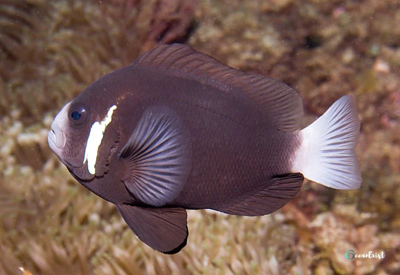 McCulloch’s Anemonefish (Amphiprion mccullochi)