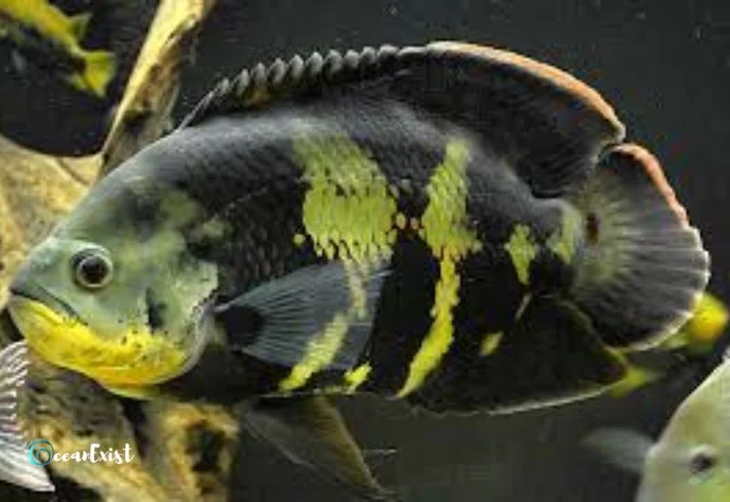 Nuclear Green Oscar Fish