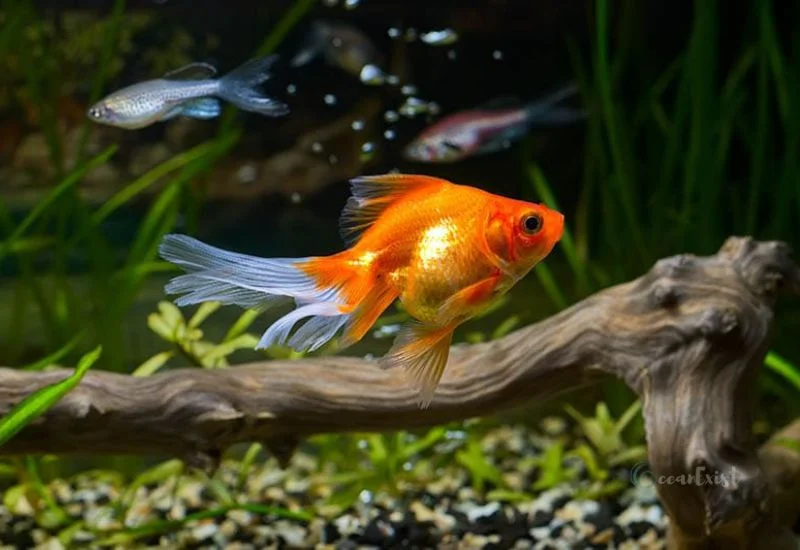 Nymph Goldfish