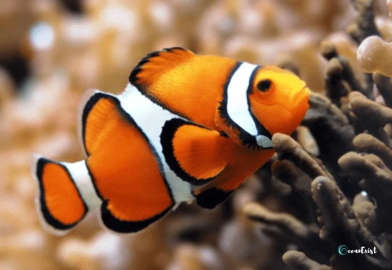 Orange Clownfish (Amphiprion percula)