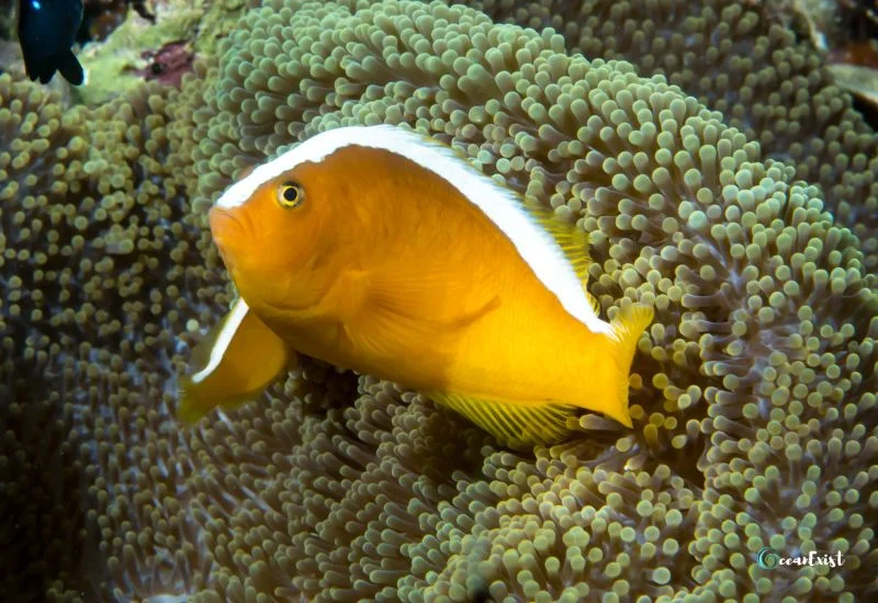 Orange Skunk Clownfish (Amphiprion sandaracinos)